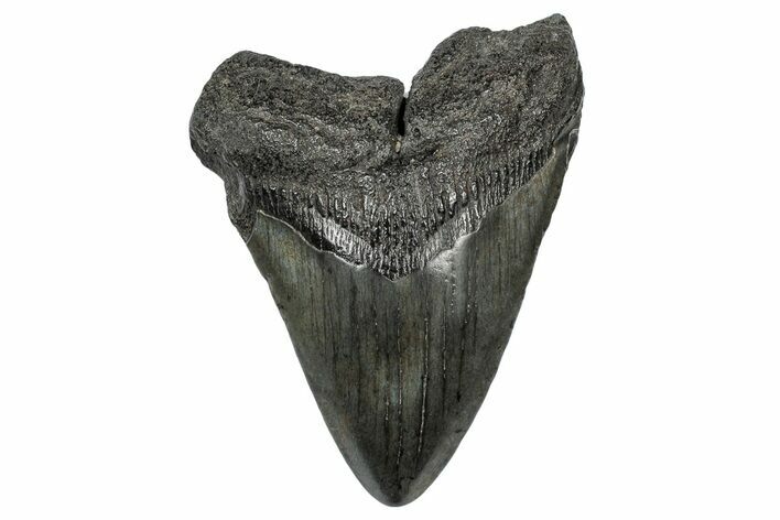 Fossil Megalodon Tooth - South Carolina #341464
